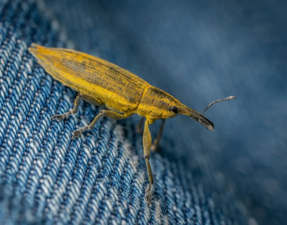 Weevil — Pest Control Weevil — Pest Control